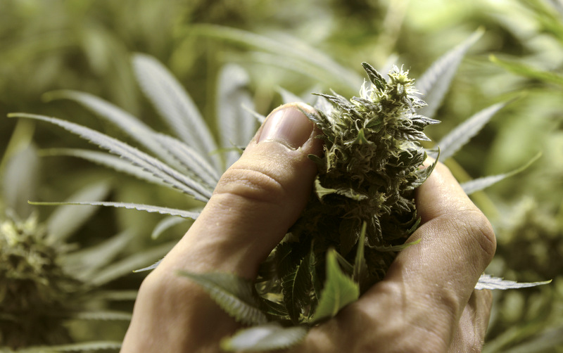 Juan Palese, a marijuana grower, shows his crop outside of Montevideo, Uruguay, Wednesday, Dic. 18, 2013. (AP Photo/Matilde Campodonico).