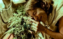 A woman observes inspects a cannabis plant with a magnifying glass. Microsoft recently announced the release of it's seed to sale software, making it the first major tech company to enter the lucrative marijuana market.