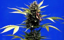 A marijuana plant stands during a press presentation of a legal medicinal marijuana harvest in the La Florida municipality of Santiago, Chile, Tuesday, April 7, 2015. Planting, selling and transporting marijuana is usually illegal in Chile and carries prison terms of up to 15 years. But the law allows medical use of marijuana with the authorization of several ministries.