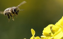 A bee approaches landing on a blossom at a farmers field. The federal government is finally acknowledging and addressing colony collapse disorder.