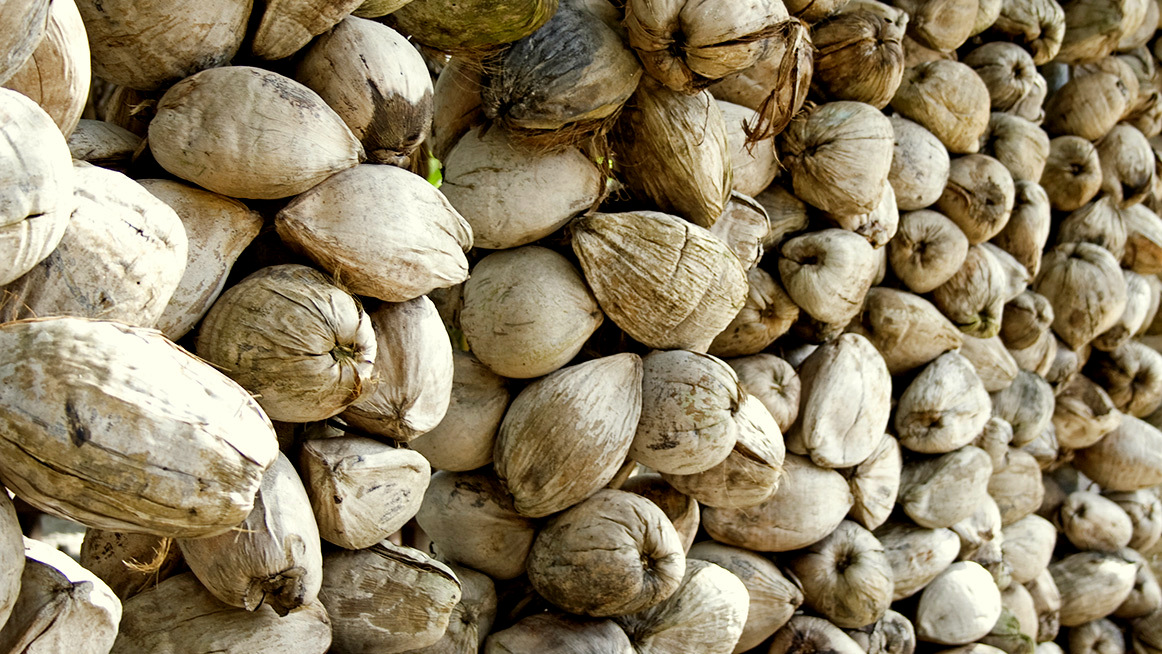 Thailand will coconut husks to generate 9.5 MilliWatts of energy in a process they believe will believe they can increase efficiency while reducing air pollution.