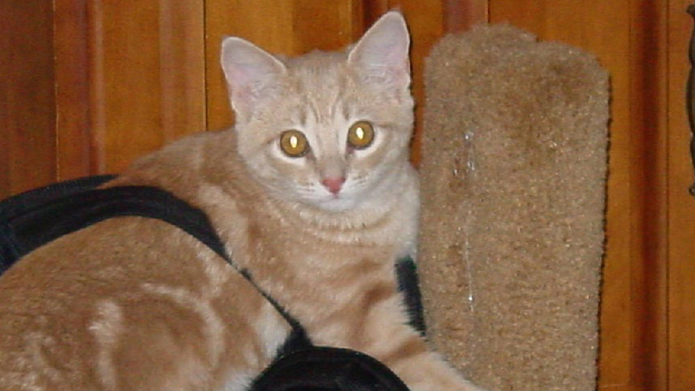 Sugar, a 6 yr old Tabby. was killed by a shotgun blast from by a North Catasauqua police officer.