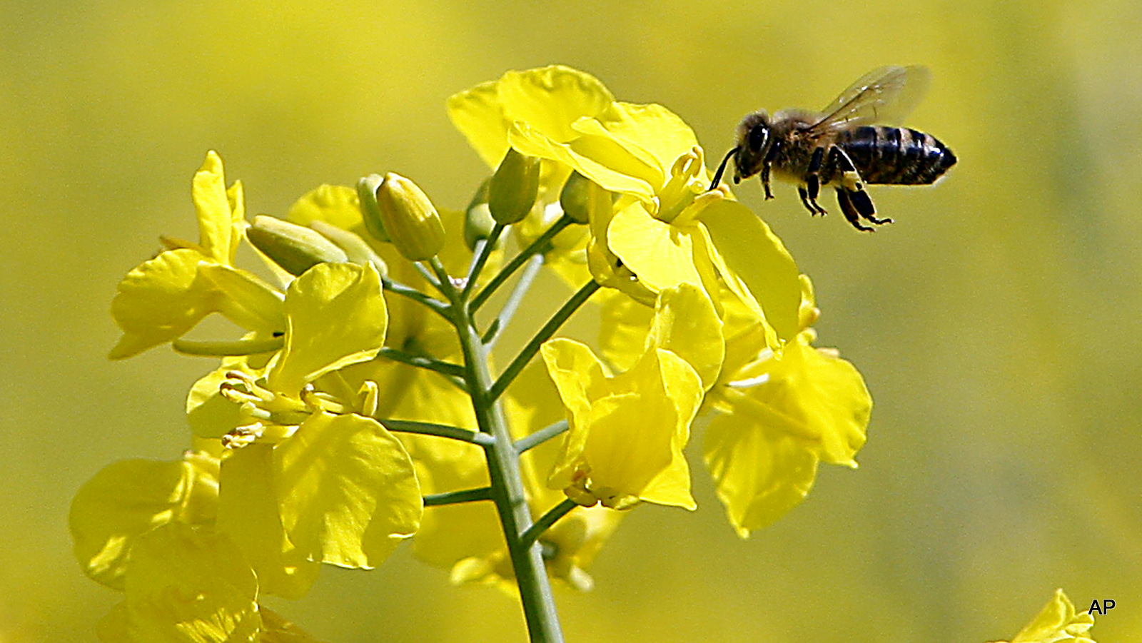 A bumble bee perches on rape blossoms near Munich, southern Germany. A new study shows that scientists funded by pesticide makers downplayed the role pesticides had in decimating worldwide bee populations. 