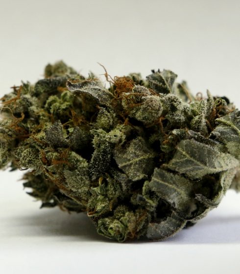 A marijuana bud is seen at a medical marijuana facility in Unity, Maine. A new study suggests that cannabis could help ease the deadly opioid epidemic in the United States. (AP Photo/Robert F. Bukaty, File)