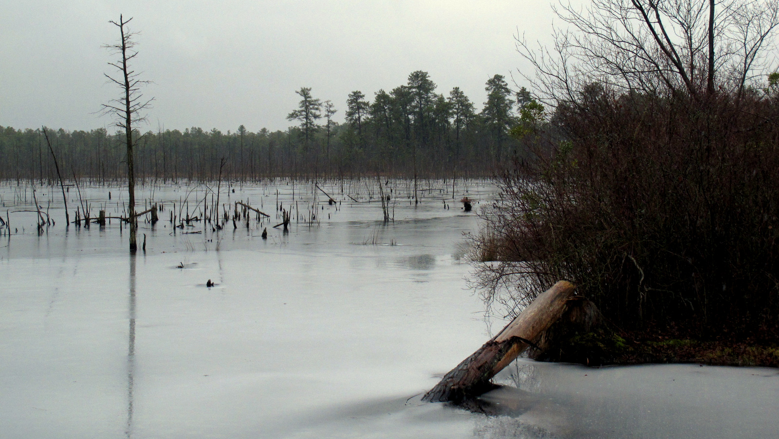 A section of the Pinelands region in Lakehurst N.J. New Jersey regulators are set to vote Friday, Feb. 24, 2017, on whether a natural gas pipeline should run through the state’s federally protected Pinelands preserve. (AP/Wayne Parry)