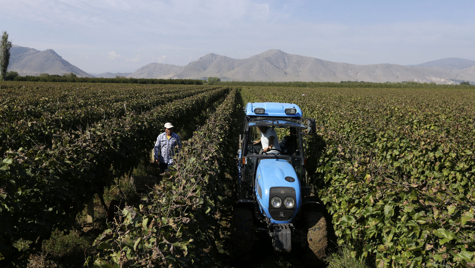 A tractor carries crates of grapes at a vineyard in Tirnavos, central Greece. The European Union has given Greece two months to double taxes on tsipouro, arguing it does not have the right to keep a reduced duty that is reserved for some traditionally made products. (AP/Thanassis Stavrakis)