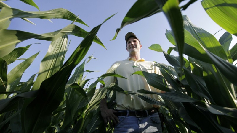 Dressed in a white shirt, jeans & ball cap, a farmer stands among tall stalks of corn under a clear blue sky.