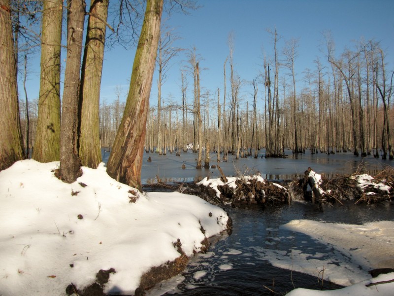 File: A beaver dam in winter in North Carolina's Robeson County. (Gerry Dincher / Flickr)
