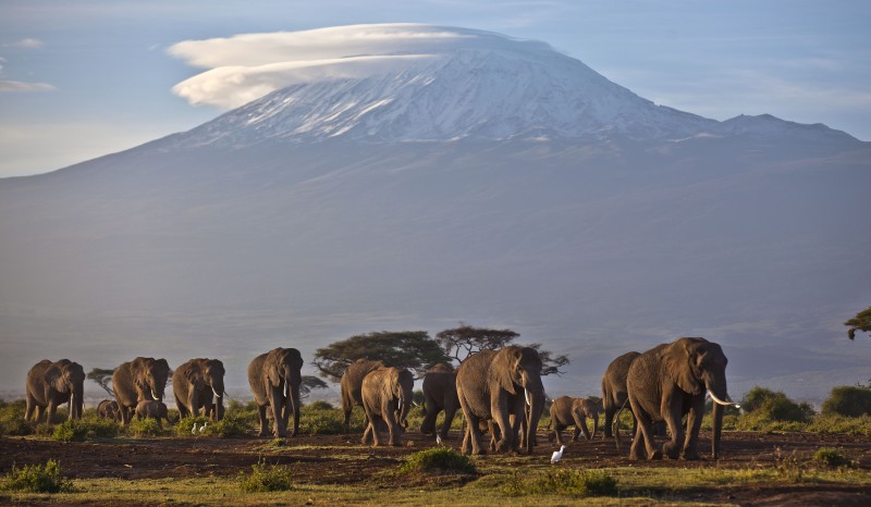 A herd of elephants walk across a grassland with a mountain behind them.