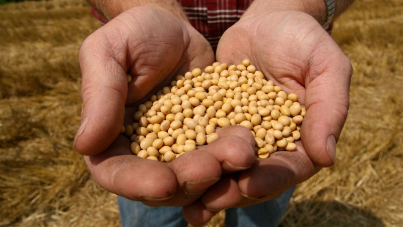 Two cupped hands hold a large handful of pale, spherical seeds.