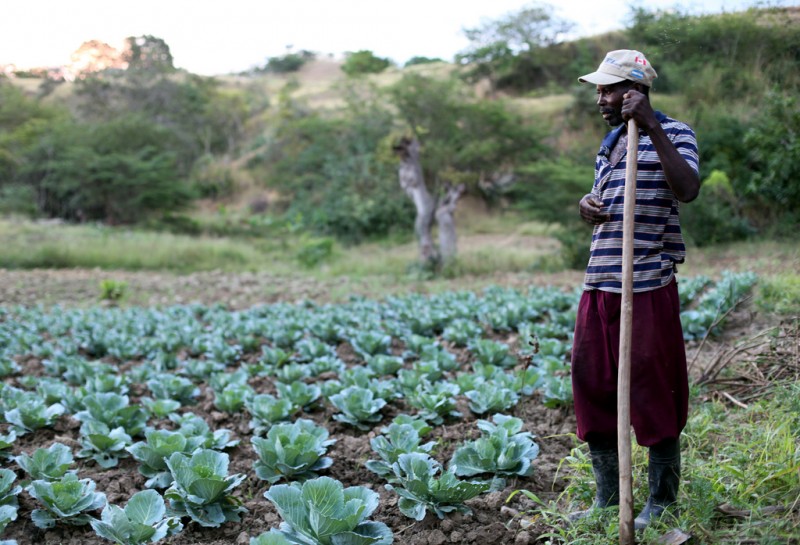 A farmer in Haiti explains his harvesting process as he stands in front of a large cabbage plot, holding a garden hoe. Small farmers from the Papaye Peasant Movement (MPP) are resisting the intrusion of multinational agriculture corporations like Monsanto into their food supply. (Flickr / Unitarian Universalist Service Committee)