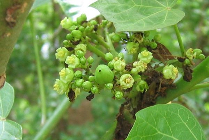 Jatropha curcas, or Barbados nut, an ineffective solution for poor Haitian farmers. (Wikimedia / Ies)