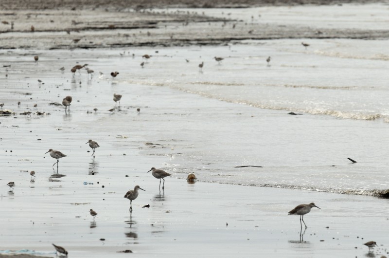 FILE - In this Oct. 18, 2012 file photo, shorebirds look to feed near a mangrove forest that hugs the coastline of Panama City. An environmental law signed by Panama's President Juan Carlos Varela which took effect Monday, Feb. 9, 2015, bans construction and the removal of vegetation from more than 200,000 hectares of muddy mangroves stretching along the capital's Pacific Ocean coastline. The area is a refuge for some 1 million North American shorebirds who migrate annually to the Bay of Panama, including 30 percent of the world's Western Sandpiper population. (AP Photo/Arnulfo Franco, File)