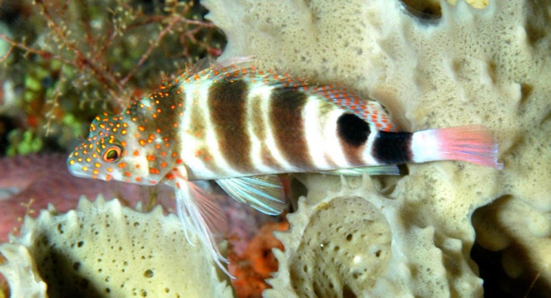 A Red-Spotted Hawkfish. (Facebook / Flower Garden Banks National Marine Sanctuary)
