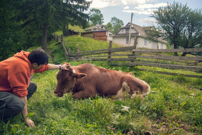 A man pets a cow as it sits by a fence on a farm in Berezhnytsya, Ukraine on June 14, 2012. Unrest in the country has allowed multinational corporations to begin squeezing out small farmers through legal loopholes and capitalist imperialism. (Flickr / Juanedc.com)