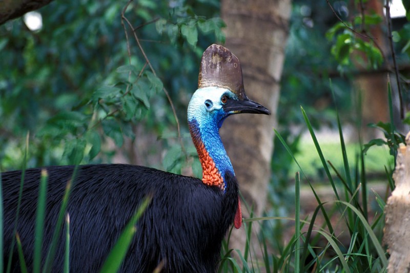 A photo of a cassowary, which has dark plumage on its body, leading up to a colorful head and beak on its crested head. This endangered flightless bird lives in Australia and Indonesia. (Flickr / Neil Tackaberry)