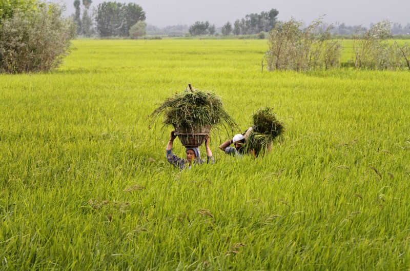 Kashmiri farmers carry grass for their cattle as they walk through an agricultural field on the outskirts of Srinagar, in Indian-controlled Kashmir Friday, Aug. 21, 2015. (AP Photo/Mukhtar Khan)