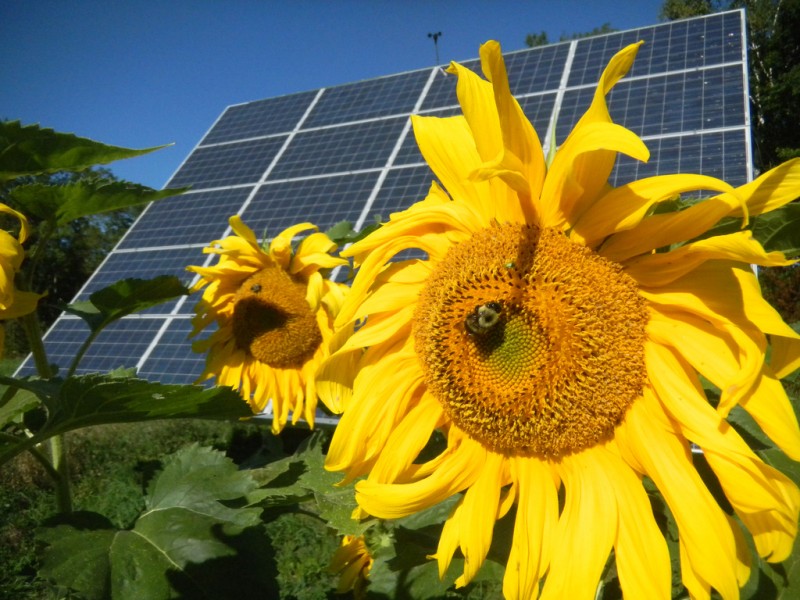 A sunflower blooms in front of a solar panel array at Sterling College in Craftsbury Vermont on September 10, 2011. Vermont is becoming a leader in renewable energy. (Flickr / Sterling College)