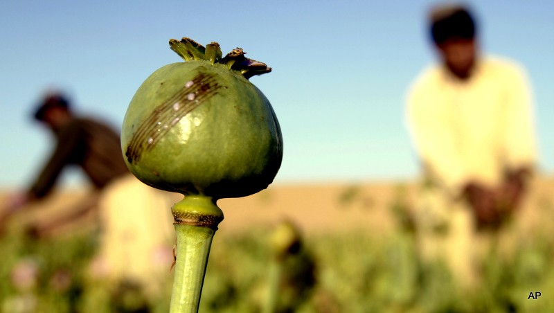 In this Saturday, April 11, 2015 photo, Afghan farmers harvest raw opium at a poppy field in Kandahar’s Zhari district, Afghanistan. (AP Photo)