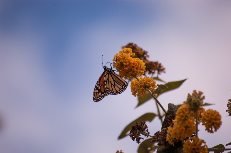 Monarch Butterflies perch on goldenrod at the Monarch butterfly sanctuary in Monterey Bay, California in this October 18, 2015 photograph. (Flickr / ChrissyJ)