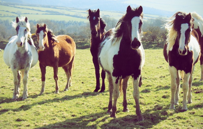 In this April 13, 2010 photograph, a group of wild horses stand on a hillside in Wales. (Flickr / Bethan Phillips)