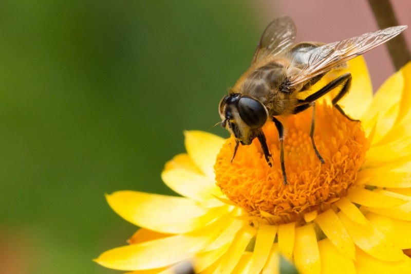 A bee lands on the center of a yellow flower in this September 21, 2013 photograph. (Flickr / Markus Trienke)