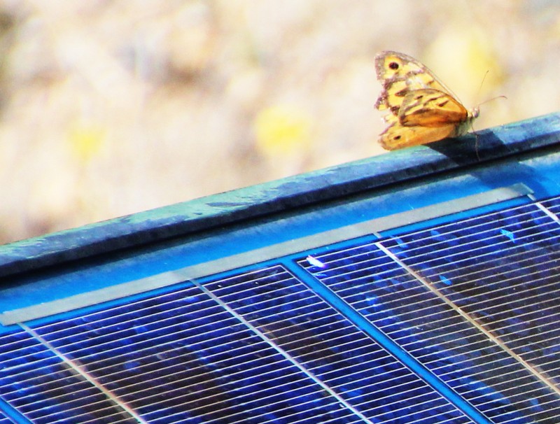 In this Dec. 28, 2014 photograph, a butterfly lands on the edge of a solar panel located in rural Orange, New South Wales, Australia.