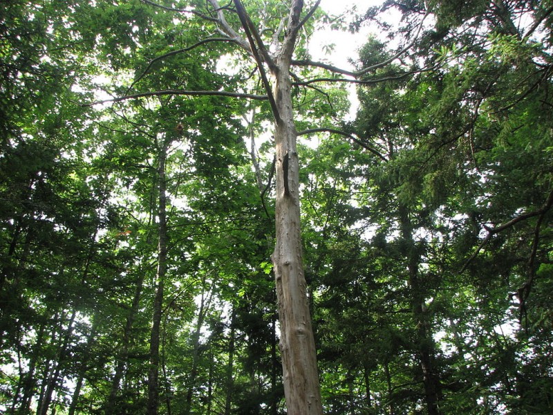 In this August 9, 2011 photograph, an American Chestnut tree (Castanea dentata) grows on the Harkness Preserve in Rockport, Maine. (Wikimedia Commons Choess)