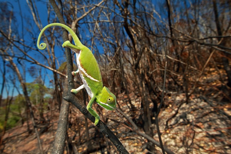 In this image released by World Press Photo titled "Chameleon Under Pressure" by photographer Christian Ziegler for National Geographic which won the third prize in the Nature stories category shows A juvenile Furcifer Balteatus in a recently burned landscape. Fires are often deadly for chameleons, because they can't move fast enough to escape them. The common practice of burning the landscape at the end of every dry season has affected many species of chameleons, both directly via fatalities due to burning and indirectly due to habitat loss, Ranomafana National Park, Madagascar, Nov. 16, 2015.(Christian Ziegler/National Geographic, World Press Photo via AP)