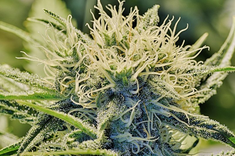 A close-up photo of a high-end cannabis bud, covered in crystals and tiny hairs. August 22, 2013. (Flickr / Don Goofy)