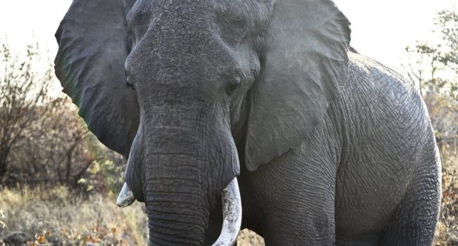 An African bush elephant photographed in South Africa. July 2, 2011. (Flickr / Phillip Milne)