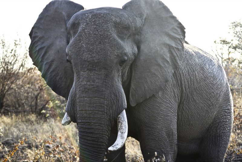 An African bush elephant photographed in South Africa. July 2, 2011. (Flickr / Phillip Milne)