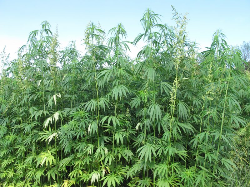 Hemp plants tower above researchers who tend to them at a University of Kentucky research farm. Aug. 13, 2015, Lexington, Ky. (AP Photo/Bruce Schreiner)