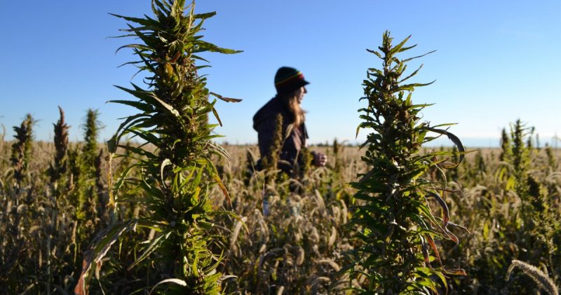 In this Oct. 5, 2013 photo, a volunteer walks through a hemp field at a farm in Springfield, Colo. during the first known harvest of industrial hemp in the U.S. since the 1950s. (AP Photo/P. Solomon Banda)