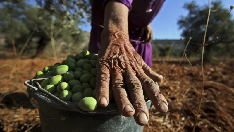 Palestinian farmer Umm Yasser Abu Kharmah, 73, collects olives in a barrel during harvest in the West Bank village of Kufr Ein, on the outskirts of Ramallah, Tuesday, Oct. 13, 2009. Palestinians began the annual harvest of olives, a staple for many local farmers who also use them to make oil. (AP Photo/Muhammed Muheisen)
