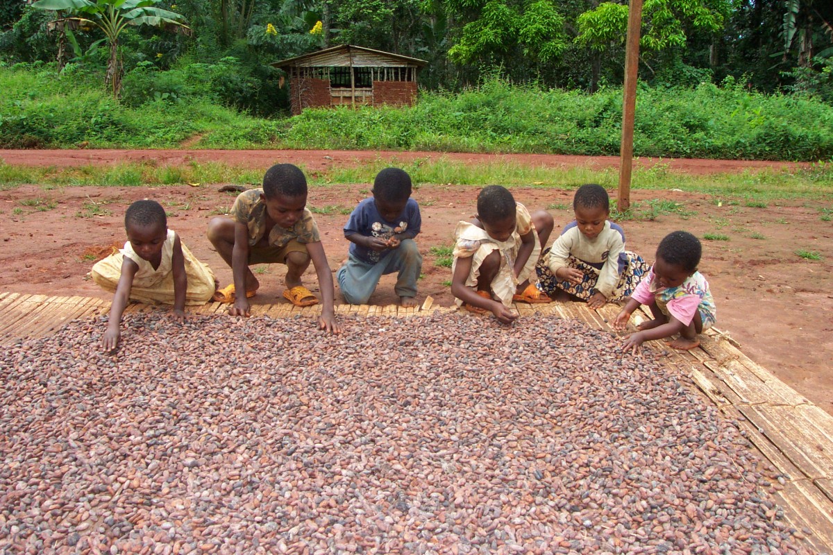 Children sun drying cocoa beans on a cocoa processing facility in Africa (Photo by The International Institute of Tropical Agriculture)