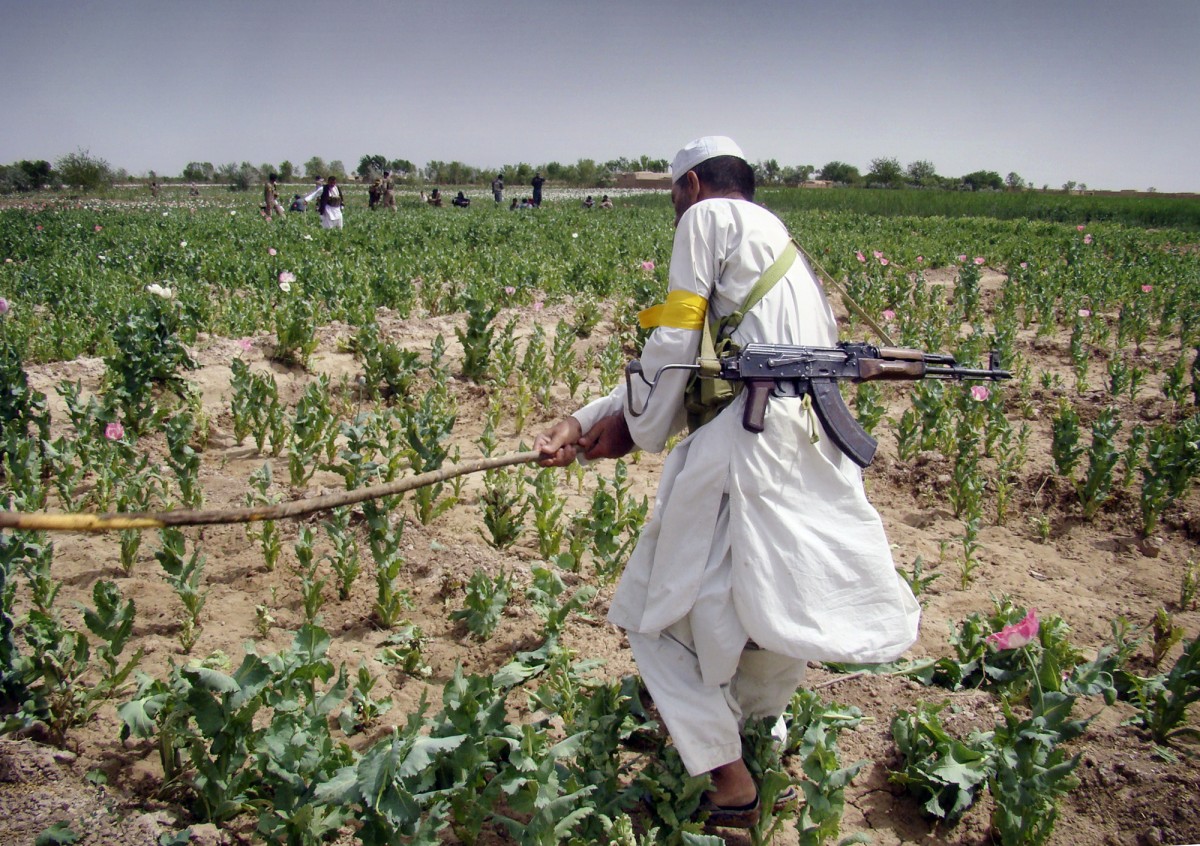 In this Friday, April 8, 2011 photo, an Afghan armed man member of the Afghan Public Protection Force destroys an opium poppy field during an eradication campaign in Marjah district, Helmand province of Afghanistan. Afghanistan supplies most of the world's opium. (AP Photo/Abdul Khaleq)