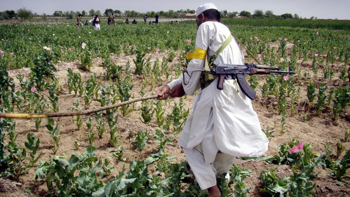 In this Friday, April 8, 2011 photo, an Afghan armed man member of the Afghan Public Protection Force destroys an opium poppy field during an eradication campaign in Marjah district, Helmand province of Afghanistan. Afghanistan supplies most of the world's opium. (AP Photo/Abdul Khaleq)