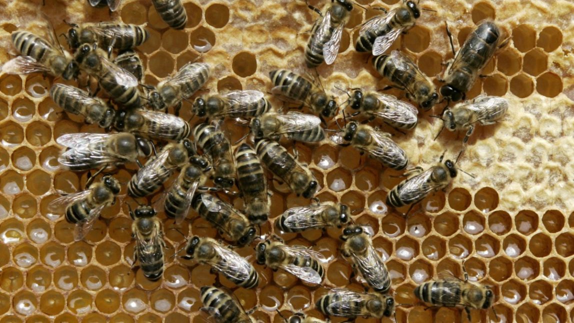 In this May 21, 2008 file photo, honey bees sit on a honeycomb at Bad Segeberg, northern Germany. (AP Photo/Heribert Proepper, File)
