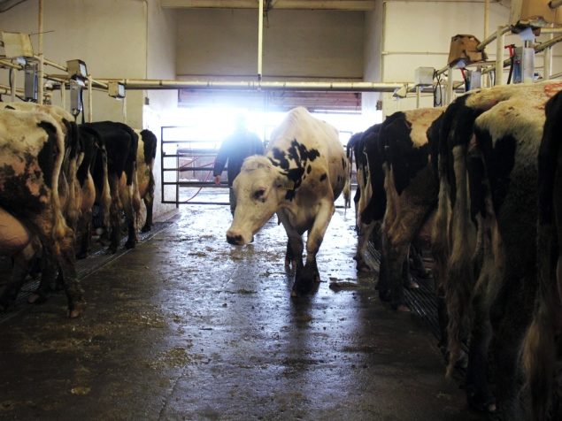 Government Confirms Mad Cow Disease In California
