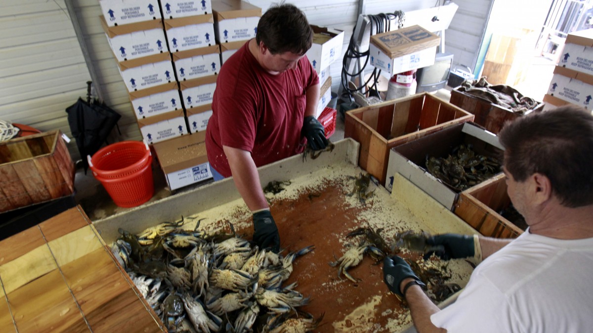 In this May 16, 2012, photo, Wade Christian, left, and Felix Ronquille sort crabs at Crescent Seafood in Lafitte, La. The mood is gloomy on the hard-working shrimp and crab docks of this gritty fishing town in the Barataria estuary, a traditional seafood basket for New Orleans, as the second full year of fishing since BP's catastrophic oil spill kicks into high gear. (AP Photo/Gerald Herbert)