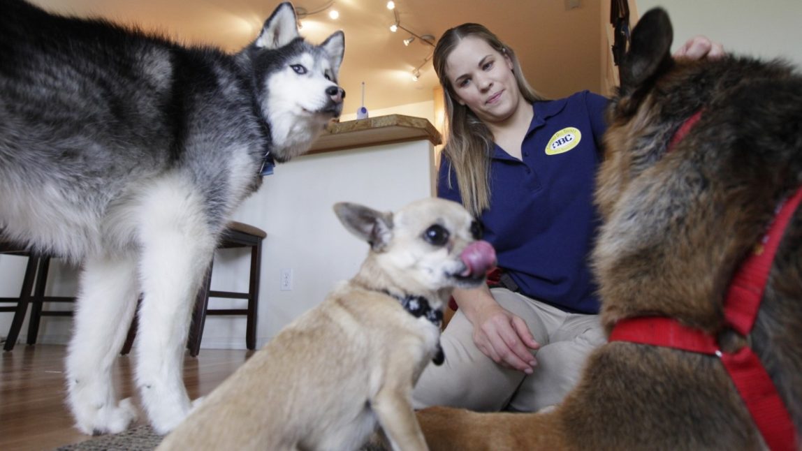 Sarah Casey pets her three dogs, Sisco, left, Scrat, center, and Dodger, right, Thursday, May 3, 2012, in her home in DuPont, Wash. Casey wears a shirt that says "Certified Dog Trainer," from the Animal Behavior College. A broad, multi-billion dollar expansion of taxpayer-funded military education benefits in recent years has hugely expanded opportunities for active duty personnel and veterans, and among the new benefits are tuition assistance for military spouses. (AP Photo/Ted S. Warren)
