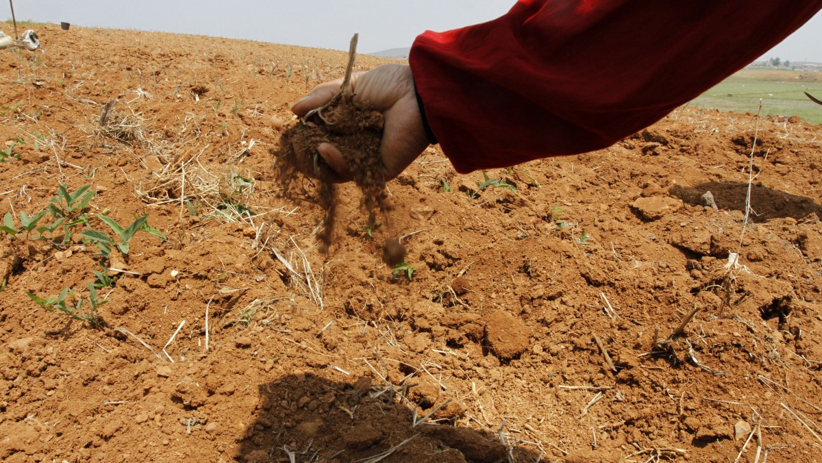 In this May 25, 2012 photo, a North Korean farmer sifts soil through his fingers in a dry corn field at a cooperative farm on the outskirts of Nampho, North Korea. North Korea says it is suffering through a major drought that's hurting food production. The drought comes in the wake of the collapse of a U.S.-North Korean deal that would have sent food to the North in return for a nuclear and missile freeze. (AP Photo/Kim Kwang Hyon)