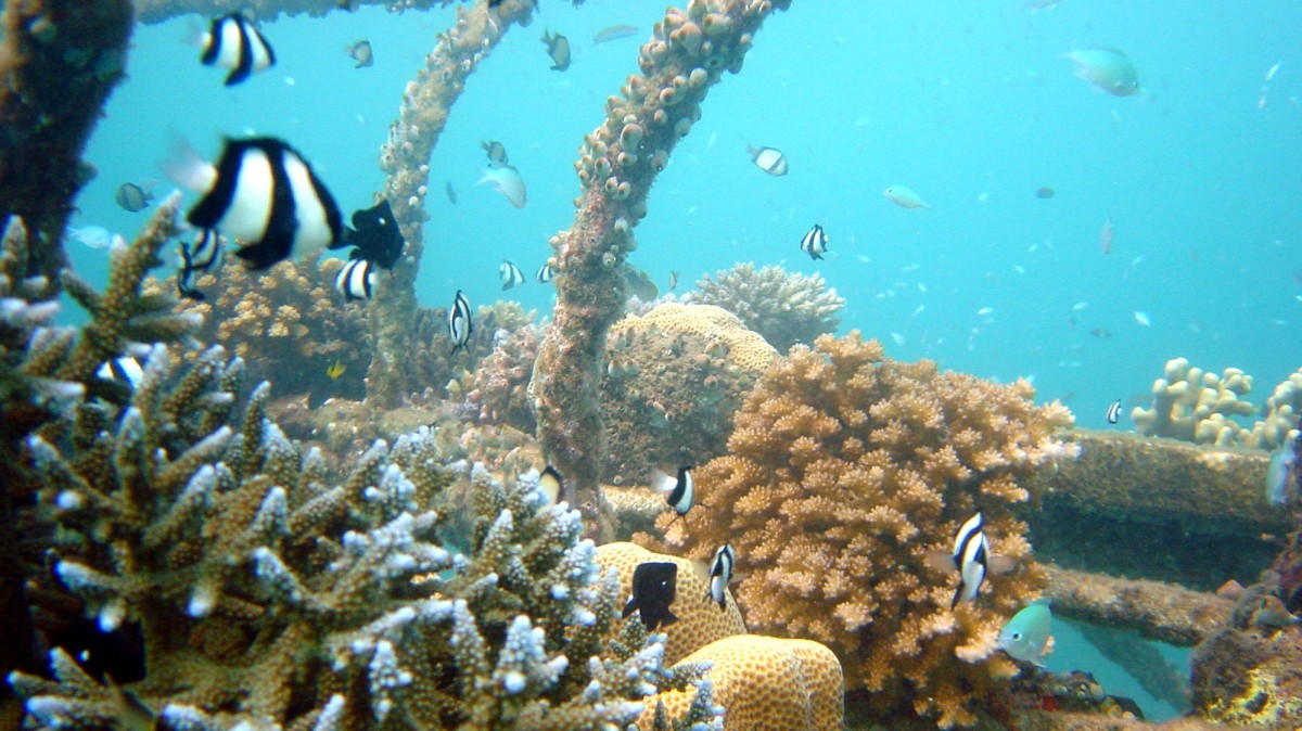 Tropical fish swim around the coral formations on the artificial reef project, in this undated handout photo taken in Pemuteran, on the island of Bali, Indonesia. (AP Photo/Wolf Hilbertz)