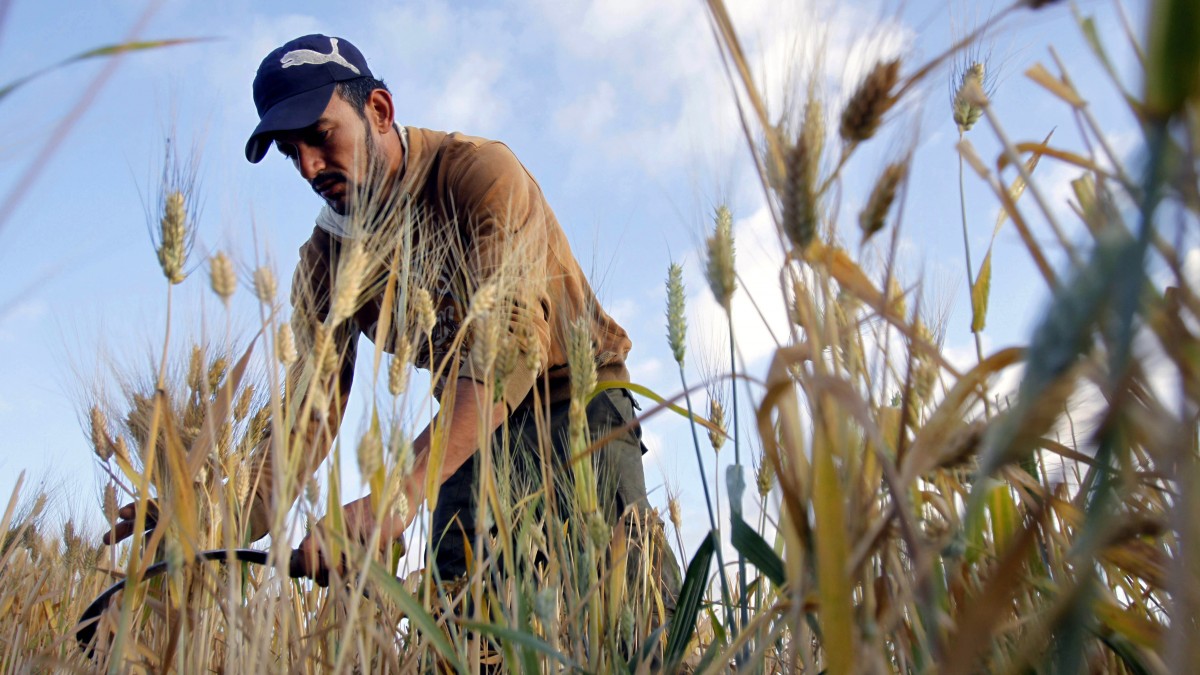 A farmer harvests wheat during harvest season, Wednesday, May 11, 2011. (AP Photo/Mohammed Ballas)