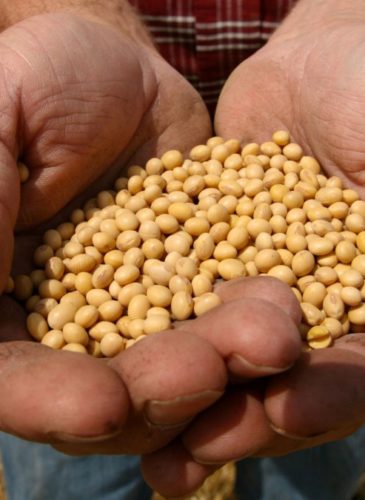 A farmer holds Monsanto's Round-Up Ready Soy Bean seeds at his family farm. (AP Photo / Dan Gill)