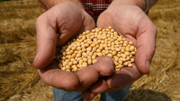 A farmer holds Monsanto's Round-Up Ready Soy Bean seeds at his family farm. (AP Photo / Dan Gill)