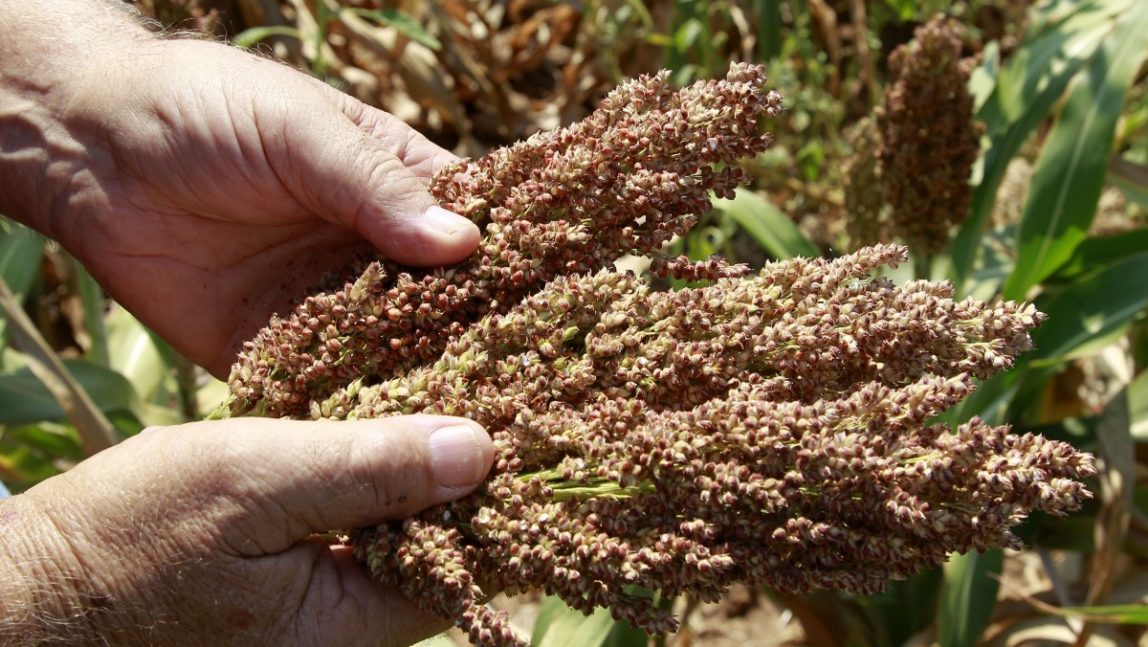 Gary Johnson holds the heads of milo sorghum plants on his farm in Waukomis, Okla, Wednesday, Aug. 15, 2012. (AP Photo/Sue Ogrocki)