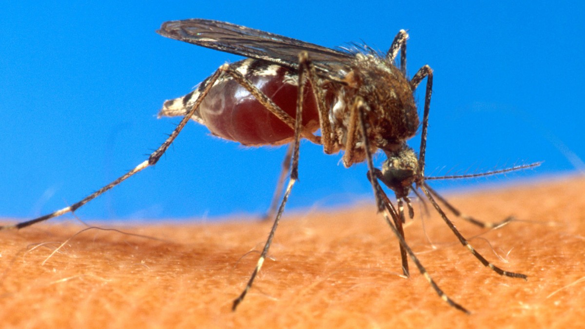 This undated handout file photo provided by the Agriculture Department shows an aedes aegypti mosquito on human skin. (AP Photo/USDA, File)