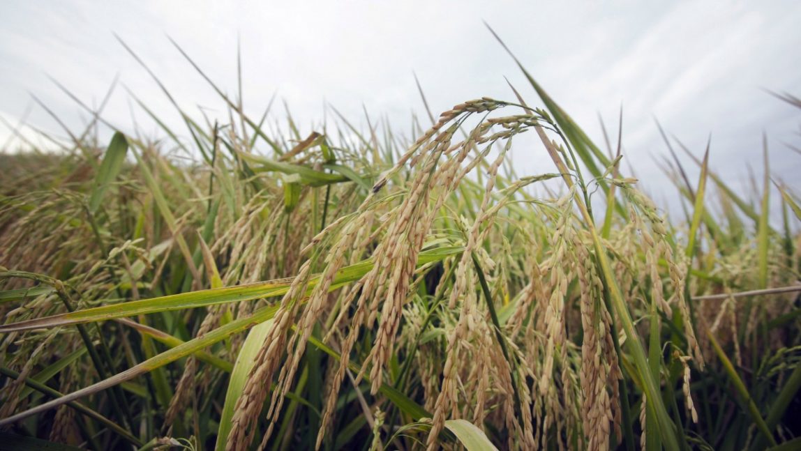 In this file photo taken Sept. 22, 2011, rice grows in a field near Alicia, Ark. (AP Photo/Danny Johnston, File)